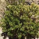 Baccharis pilularis Froito