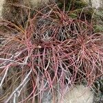 Tillandsia recurvata Leaf