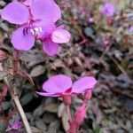 Centradenia inaequilateralis Flower