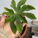 Fatsia japonicaЛист