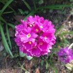 Primula denticulata Flower
