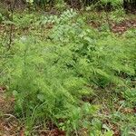 Asparagus tenuifolius 整株植物