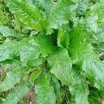 Lactuca virosa Leaf