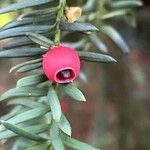 Taxus baccata Hábito