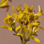 Gutierrezia microcephala Flor