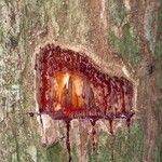 Pterocarpus soyauxii Kéreg/szár