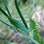 Lathyrus cicera 葉