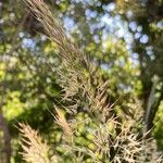 Achnatherum calamagrostis 花