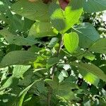 Cordia dentata Φύλλο