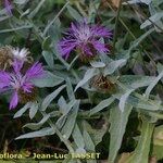 Centaurea jordaniana 形態