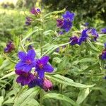 Buglossoides purpurocaeruleaКветка