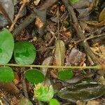 Dalbergiella welwitschii Hoja