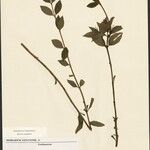 Exacum fruticosum Otro