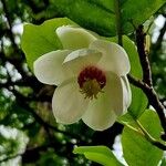 Magnolia sieboldii Blomst
