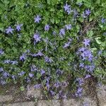 Campanula poscharskyana Flor