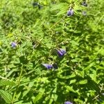 Scutellaria galericulataFlor