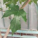 Cnidoscolus aconitifolius Blatt