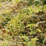 Chaerophyllum bulbosum Habitus