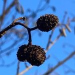 Alnus glutinosa Ffrwyth