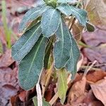 Euphorbia amygdaloides برگ