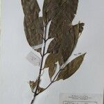 Cinnamomum tamala Altres