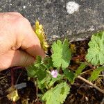 Geranium rotundifoliumVirág