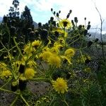 Sonchus canariensis Egyéb