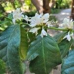 Coffea arabica Kwiat