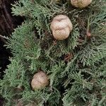 Cupressus sempervirens Fruit