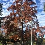 Taxodium distichum Συνήθη χαρακτηριστικά