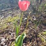Tulipa agenensis Fleur