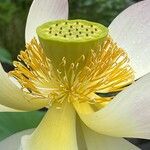 Nelumbo nucifera Blüte