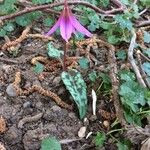 Erythronium dens-canis Habitus