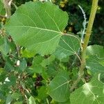 Populus tremuloides ഇല