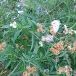 Pluchea sagittalis Leaf