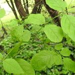 Fraxinus latifoliaLeaf