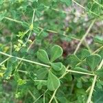 Baptisia tinctoria Lehti