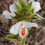 Hibiscus flavifolius Blüte