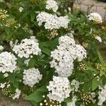 Spiraea cantoniensis Blüte