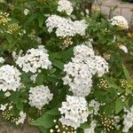 Spiraea cantoniensis Цвят