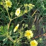 Potentilla rectaКвітка