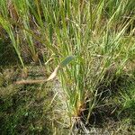 Typha orientalis Buveinė