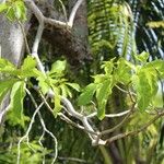 Pisonia grandis पत्ता