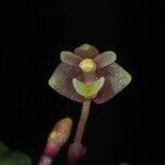 Bulbophyllum keekee 花