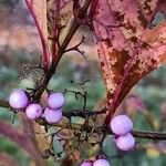 Callicarpa kwangtungensis Fruto
