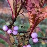 Callicarpa kwangtungensis