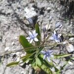Hyacinthoides italica Kwiat
