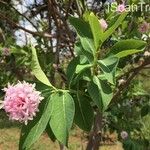 Dais cotinifolia Flor