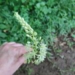 Ornithogalum pyrenaicumFlower