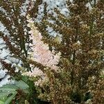 Astilbe japonica Kwiat